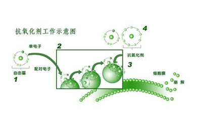 什么是抗氧化剂？作用有哪些？