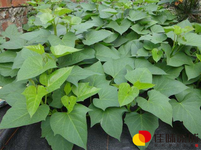红薯茎叶.jpg