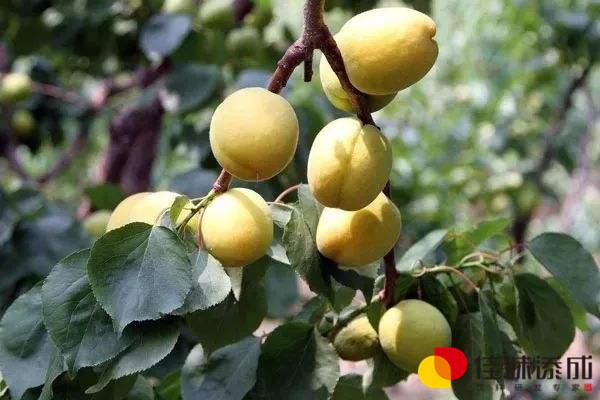 杏.jpg