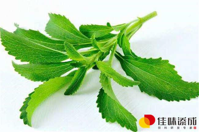 甜叶菊.jpg
