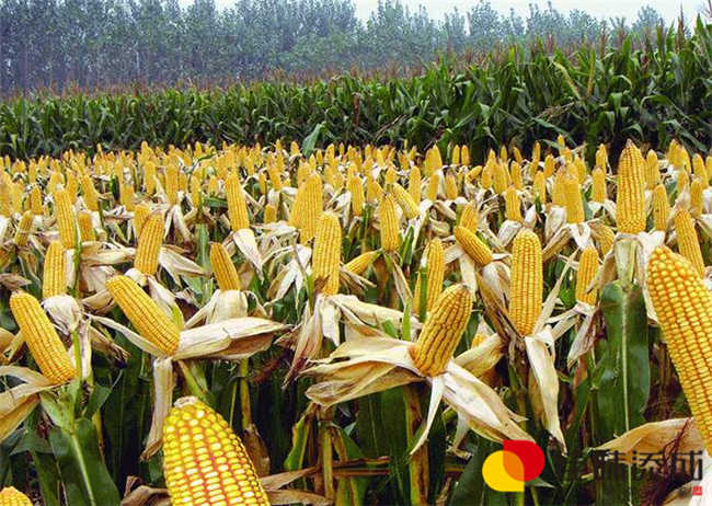 玉米.jpg